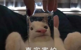 沙雕文案可爱室友，沙雕文案可爱室友短句
